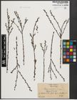 Foto von Salix aurita L.